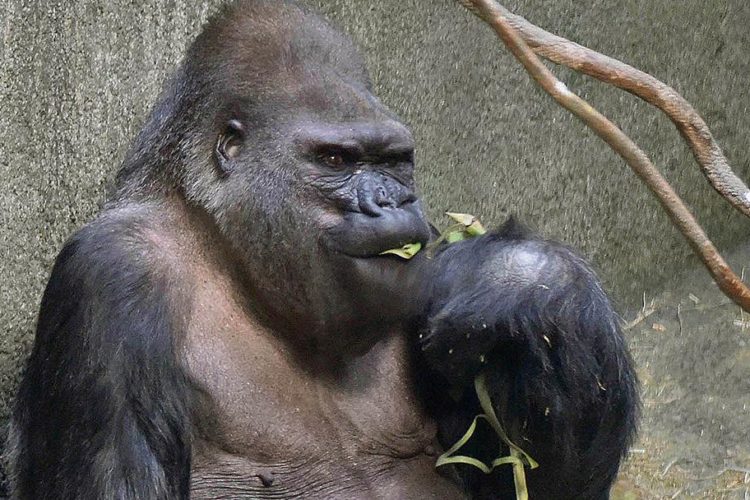 Ramar the Gorilla Prefers Platelet-Rich Plasma (PRP) to Arthroscopy!